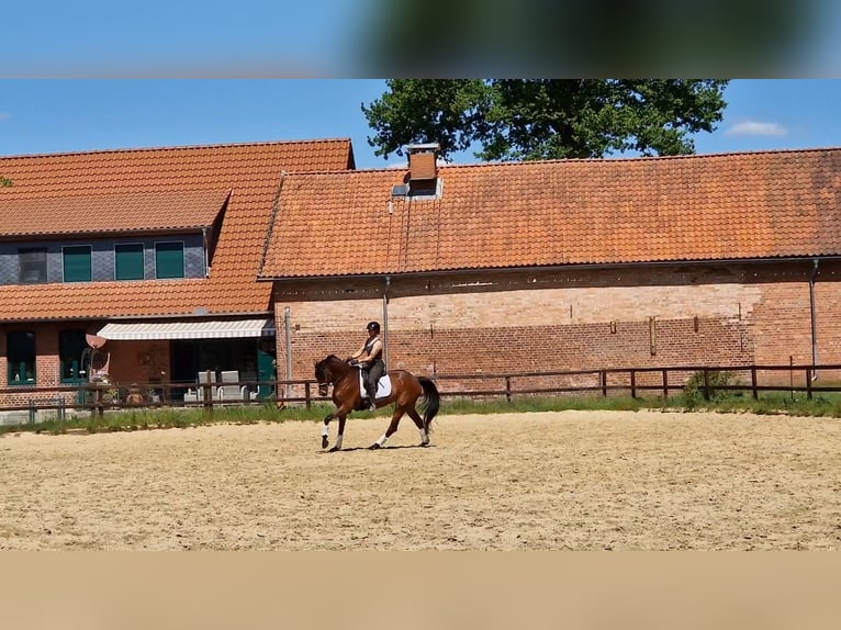 Oldenburger Stute 7 Jahre 170 cm Brauner in Walsrode