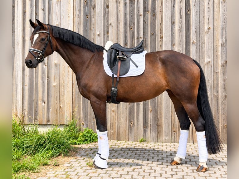 Oldenburger Stute 7 Jahre 170 cm Dunkelbrauner in Schönthal