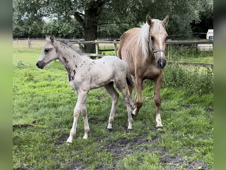 Oldenburger Stute 7 Jahre 170 cm Palomino in Sottrum