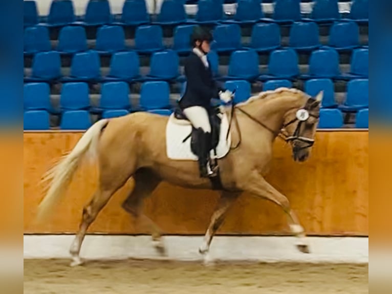 Oldenburger Stute 7 Jahre 170 cm Palomino in Sottrum