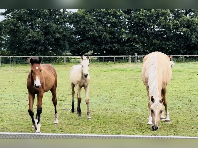 Oldenburger Stute 7 Jahre 170 cm Palomino in Sottrum