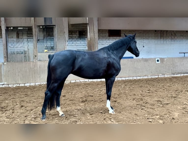 Oldenburger Stute 7 Jahre 170 cm Rappe in Vechta