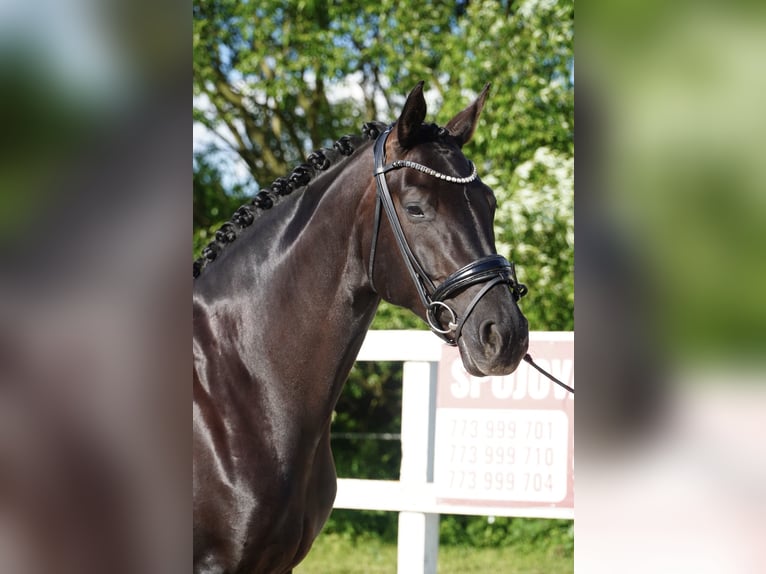 Oldenburger Stute 7 Jahre 170 cm Rappe in Holešov