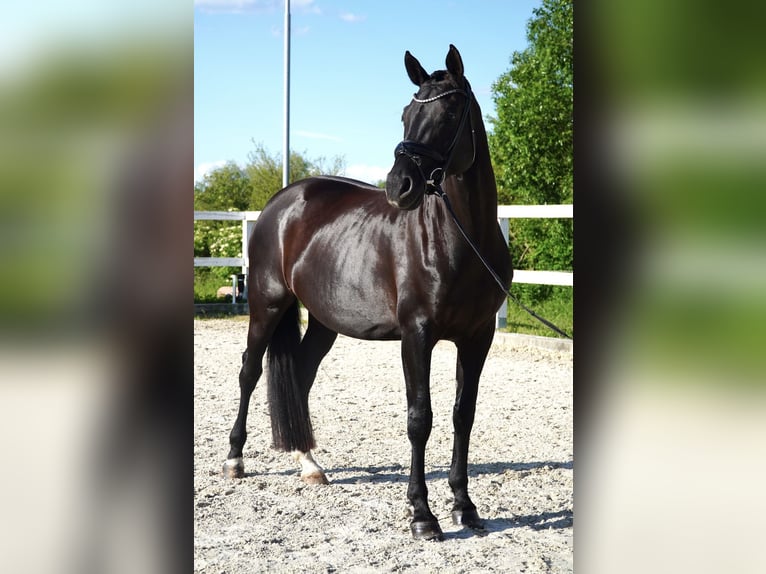 Oldenburger Stute 7 Jahre 170 cm Rappe in Holešov