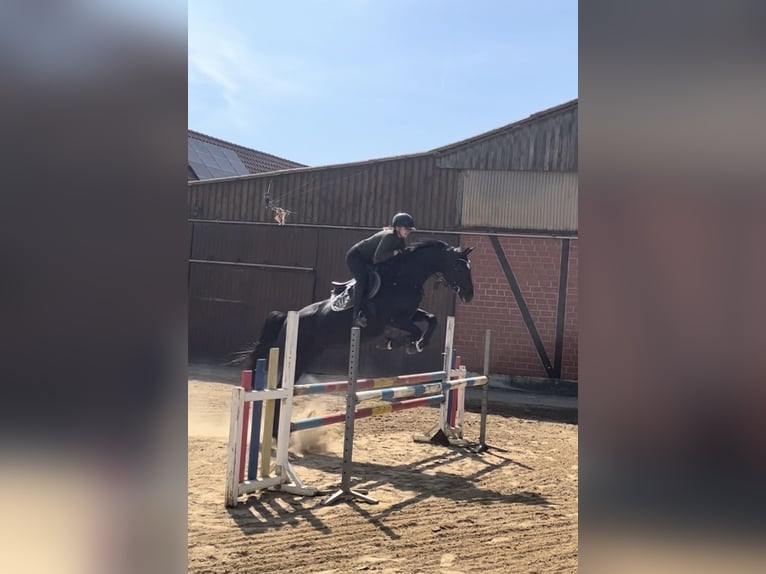 Oldenburger Stute 7 Jahre 170 cm Rappe in Stendal
