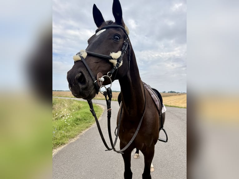 Oldenburger Stute 7 Jahre 170 cm Rappe in Stendal