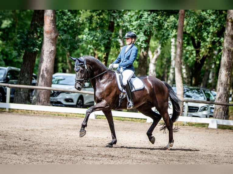 Oldenburger Stute 7 Jahre 170 cm Rappe in Verden (Aller)