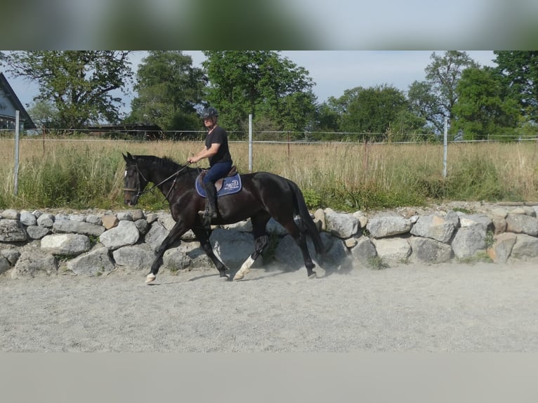 Oldenburger Stute 7 Jahre 170 cm Rappe in Grünkraut