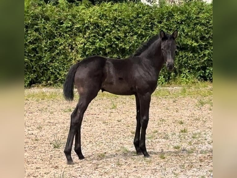Oldenburger Stute 7 Jahre 170 cm Rappe in Hohenstein Ödenwaldstetten