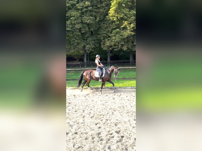 Oldenburger Stute 7 Jahre 170 cm Schwarzbrauner in Berlin