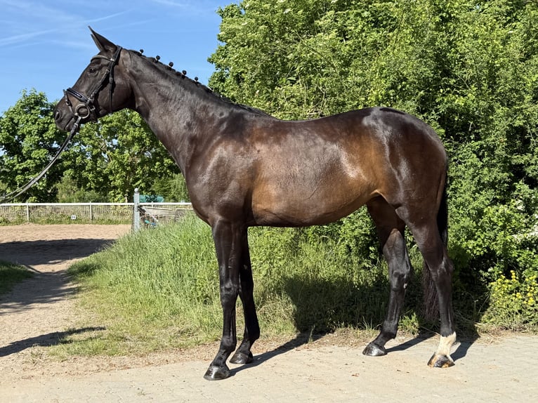 Oldenburger Stute 7 Jahre 170 cm Schwarzbrauner in MainbernheimMainbernheim