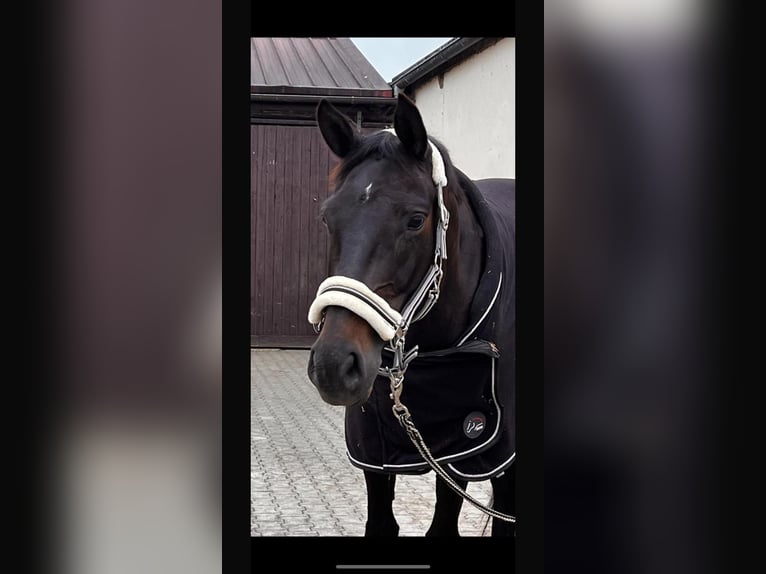 Oldenburger Stute 7 Jahre 170 cm Schwarzbrauner in MainbernheimMainbernheim