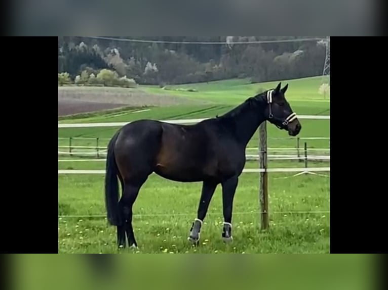 Oldenburger Stute 7 Jahre 170 cm Schwarzbrauner in MainbernheimMainbernheim