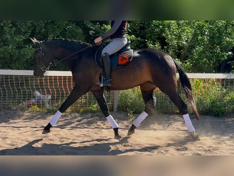 Oldenburger Stute 7 Jahre 170 cm Schwarzbrauner in MainbernheimMainbernheim