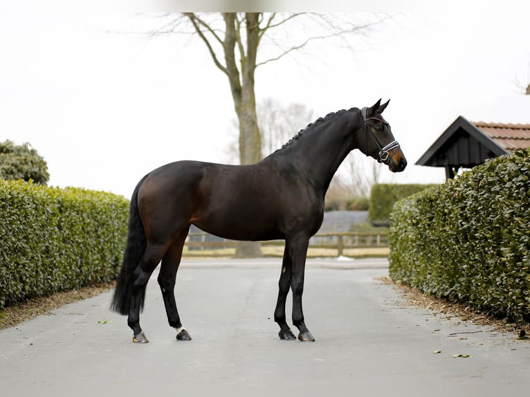 Oldenburger Stute 7 Jahre 170 cm Schwarzbrauner in Vechta