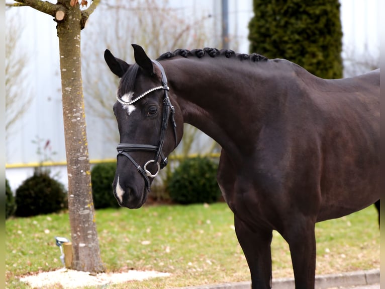 Oldenburger Stute 7 Jahre 171 cm Rappe in Schwäbisch Hall
