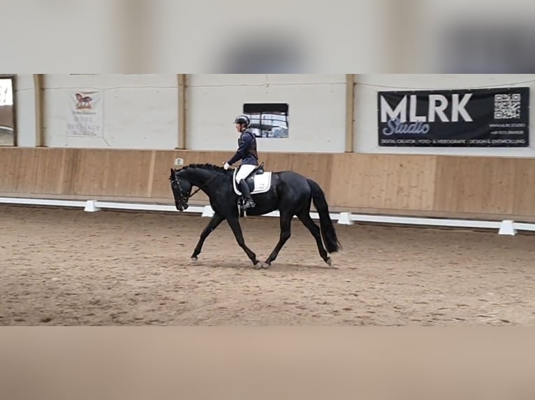 Oldenburger Stute 7 Jahre 172 cm Rappe in M&#xFC;nchen