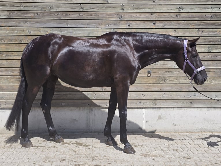 Oldenburger Stute 7 Jahre 172 cm Rappe in M&#xFC;nchen