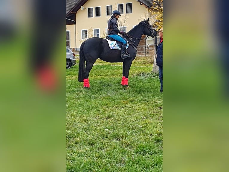 Oldenburger Stute 7 Jahre 172 cm Rappe in M&#xFC;nchen
