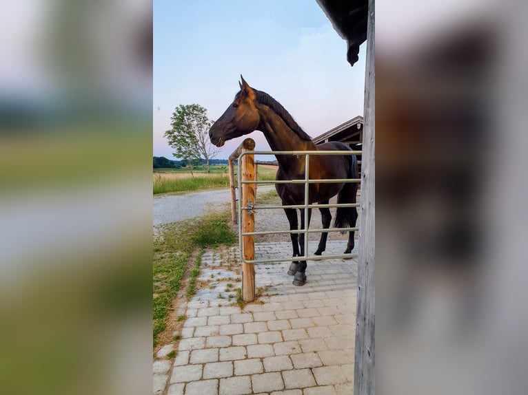 Oldenburger Stute 7 Jahre 172 cm Rappe in M&#xFC;nchen