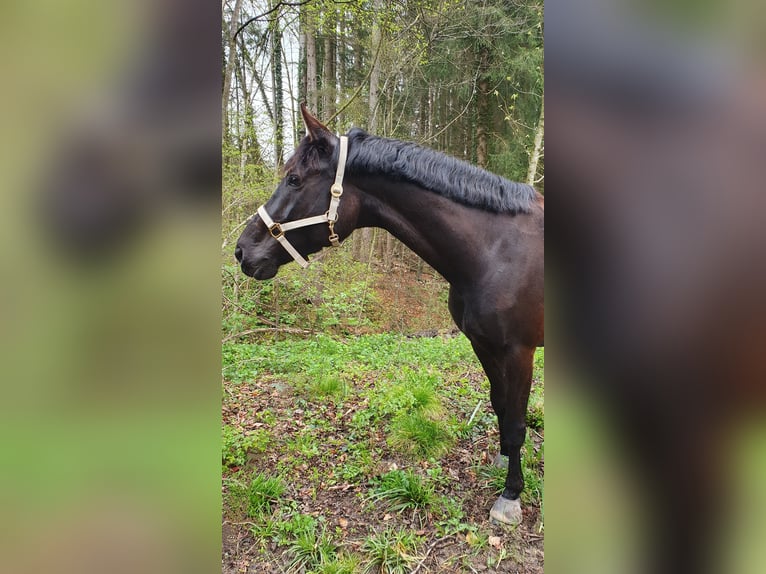 Oldenburger Stute 7 Jahre 172 cm Rappe in M&#xFC;nchen
