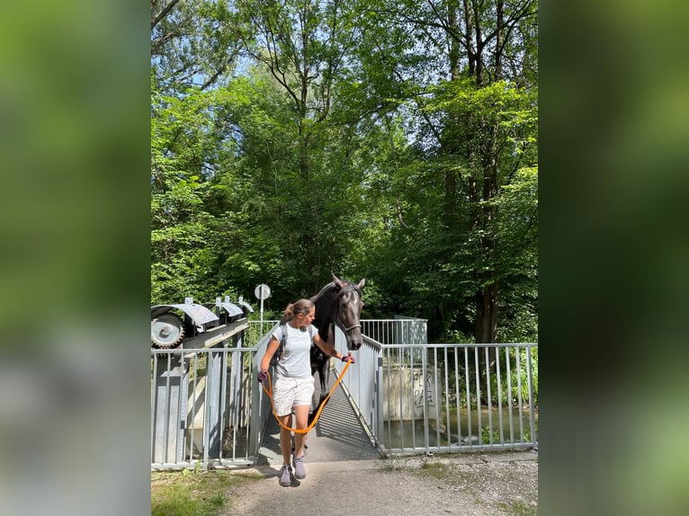 Oldenburger Stute 7 Jahre 172 cm Rappe in M&#xFC;nchen