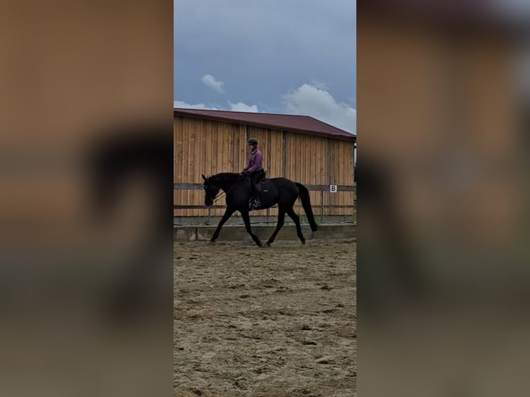 Oldenburger Stute 7 Jahre 172 cm Rappe in M&#xFC;nchen