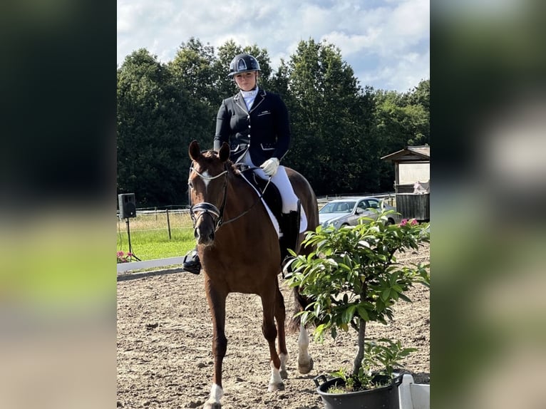 Oldenburger Stute 7 Jahre 173 cm Dunkelfuchs in Blieskastel
