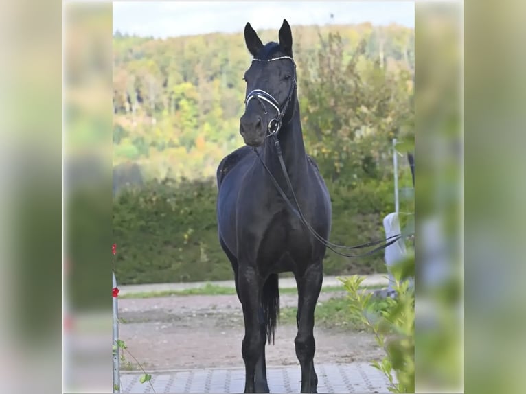 Oldenburger Stute 7 Jahre 173 cm Rappe in Schopfheim