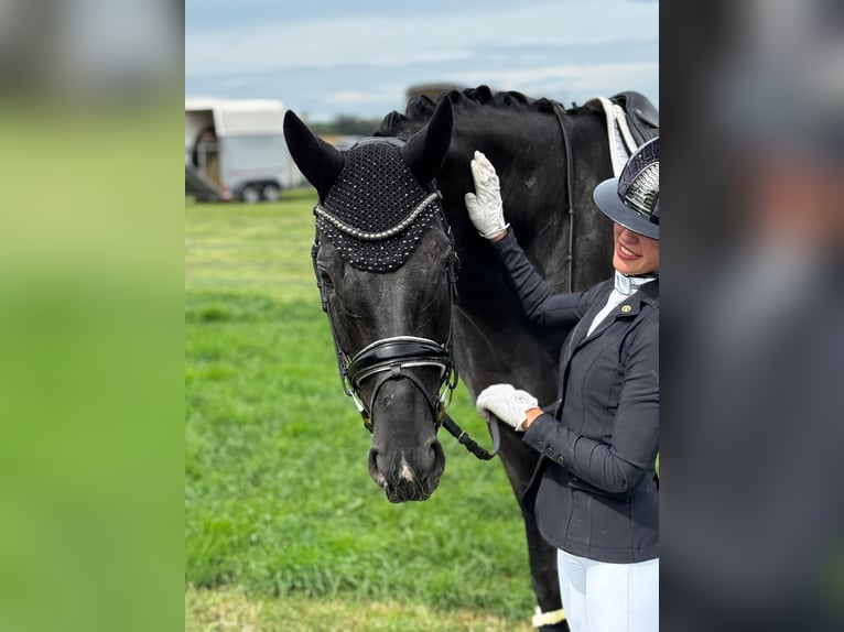 Oldenburger Stute 7 Jahre 173 cm Rappe in Salgen