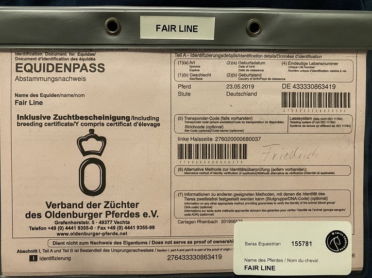 Oldenburger Stute 7 Jahre 174 cm Rotbrauner in Lengnau