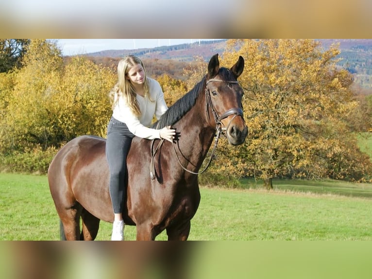 Oldenburger Stute 7 Jahre 175 cm Brauner in Erlensee