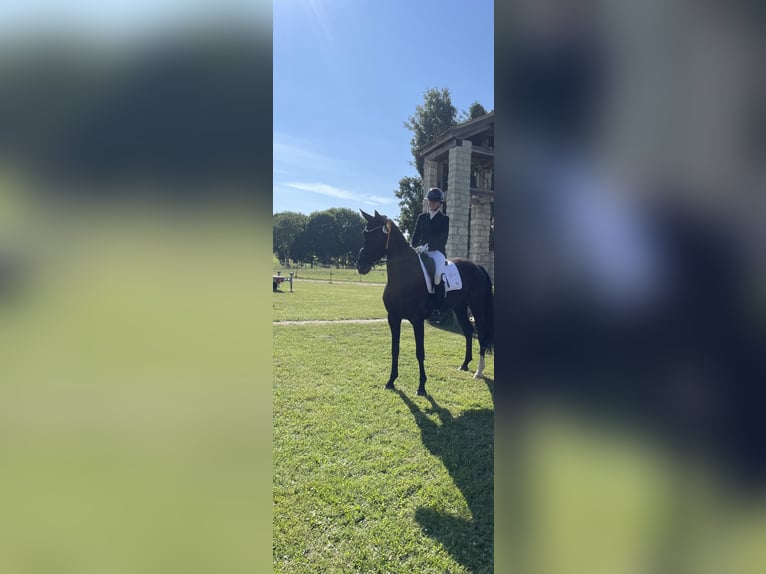 Oldenburger Stute 7 Jahre 175 cm Rappe in Zolling