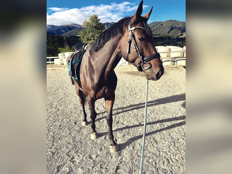 Oldenburger Stute 7 Jahre 176 cm Brauner in Zeltweg