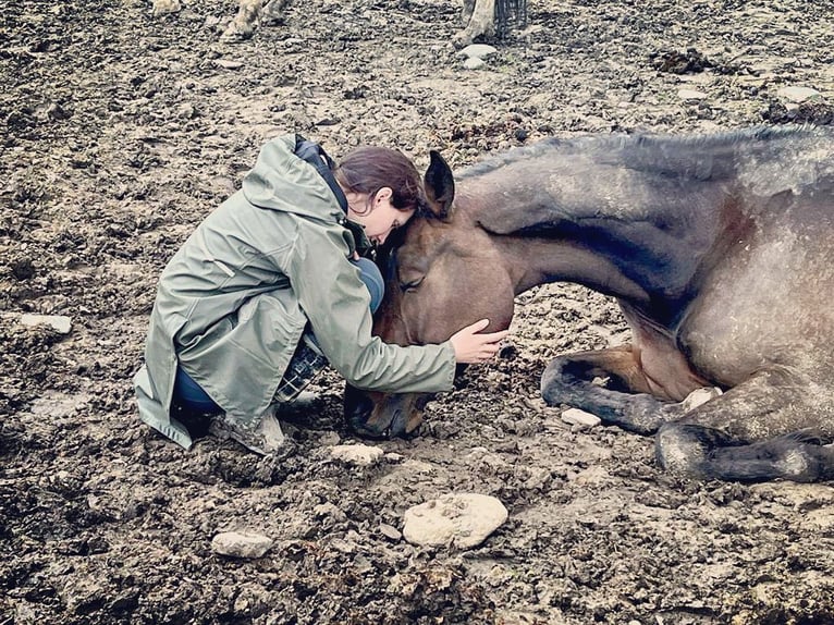 Oldenburger Stute 7 Jahre 176 cm Brauner in Zeltweg
