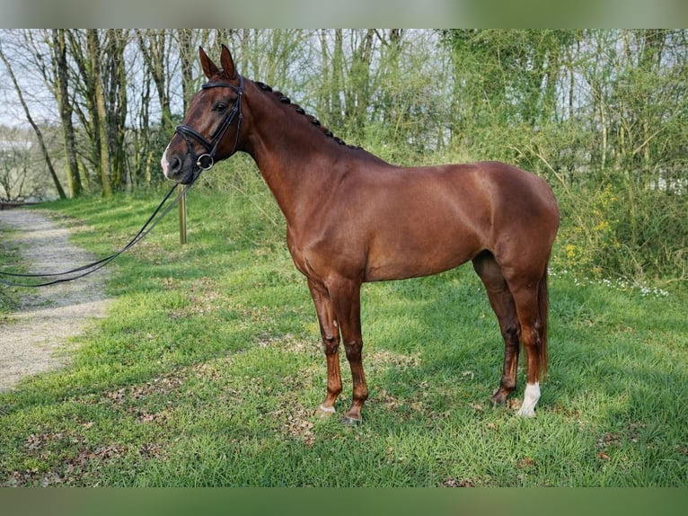 Oldenburger Stute 7 Jahre 177 cm Fuchs in Silleda (Casco Urbano)