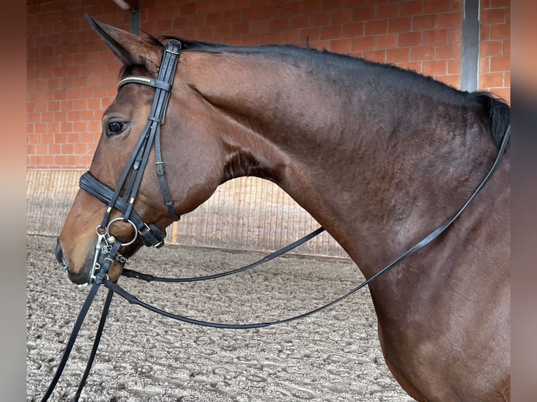 Oldenburger Stute 7 Jahre 178 cm Brauner in Neuss