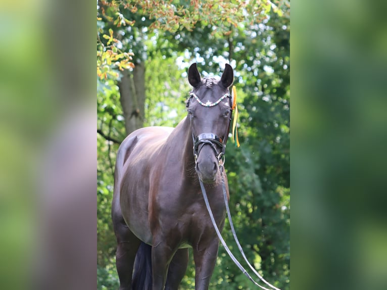 Oldenburger Stute 7 Jahre 178 cm Rappe in B&#xF6;rrstadt