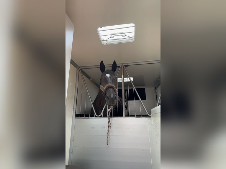 Oldenburger Stute 7 Jahre 180 cm Schwarzbrauner in Mettingen