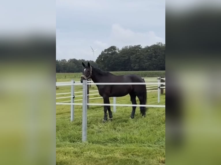 Oldenburger Stute 7 Jahre 180 cm Schwarzbrauner in Mettingen
