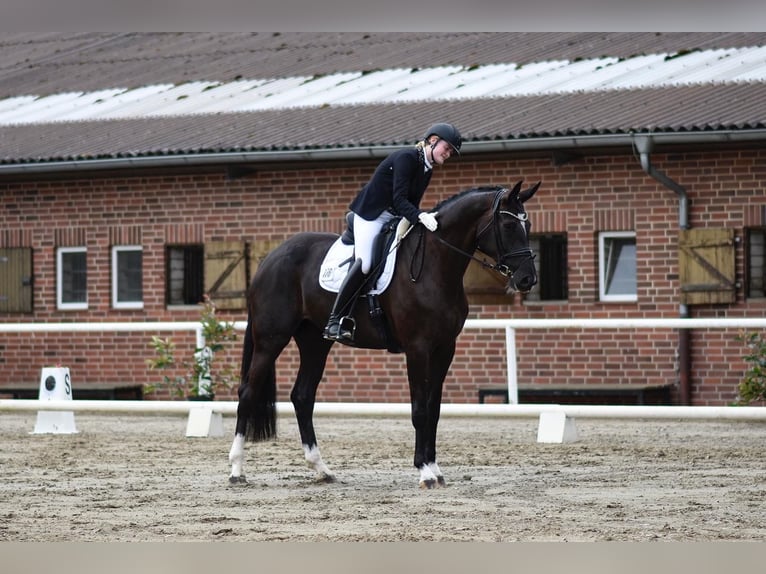 Oldenburger Stute 7 Jahre 180 cm Schwarzbrauner in Mettingen