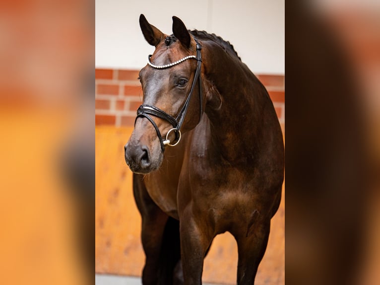 Oldenburger Stute 7 Jahre 182 cm Dunkelbrauner in Gronau (Westfalen)