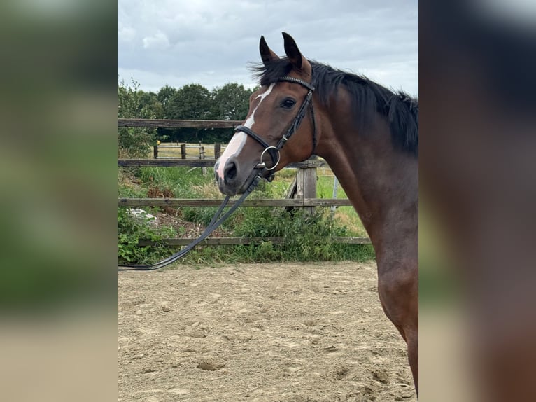 Oldenburger Stute 7 Jahre Brauner in Cloppenburg