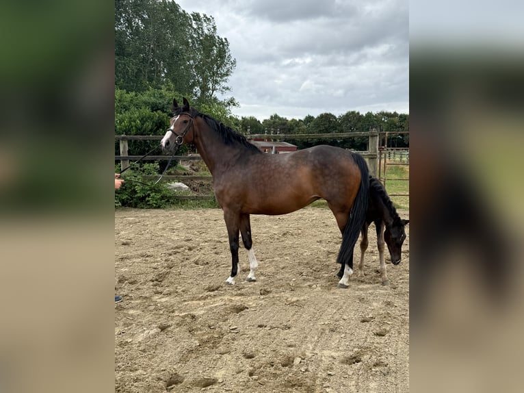 Oldenburger Stute 7 Jahre Brauner in Cloppenburg