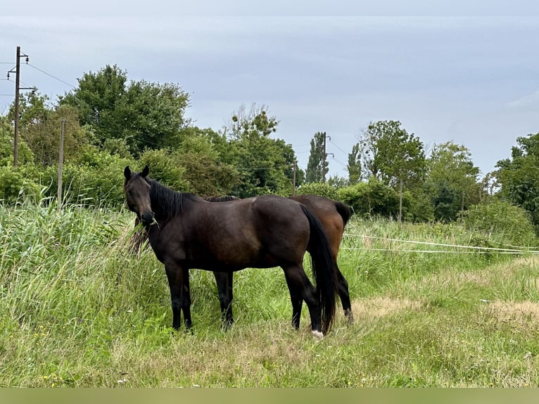 Oldenburger Stute 8 Jahre 159 cm Dunkelbrauner in Kathendorf
