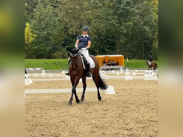 Oldenburger Stute 8 Jahre 160 cm Brauner in Bochum