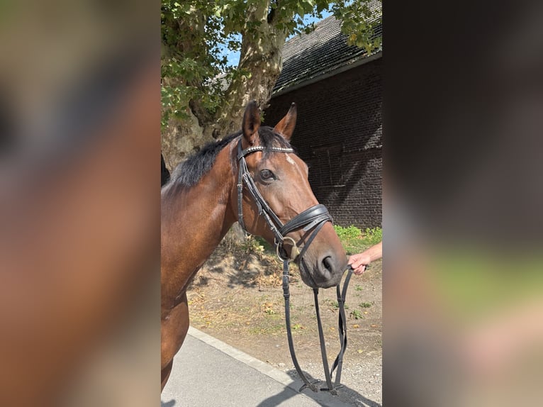 Oldenburger Stute 8 Jahre 160 cm Brauner in Bochum