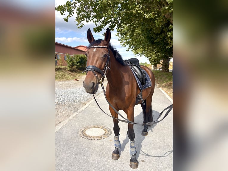 Oldenburger Stute 8 Jahre 160 cm Brauner in Bochum