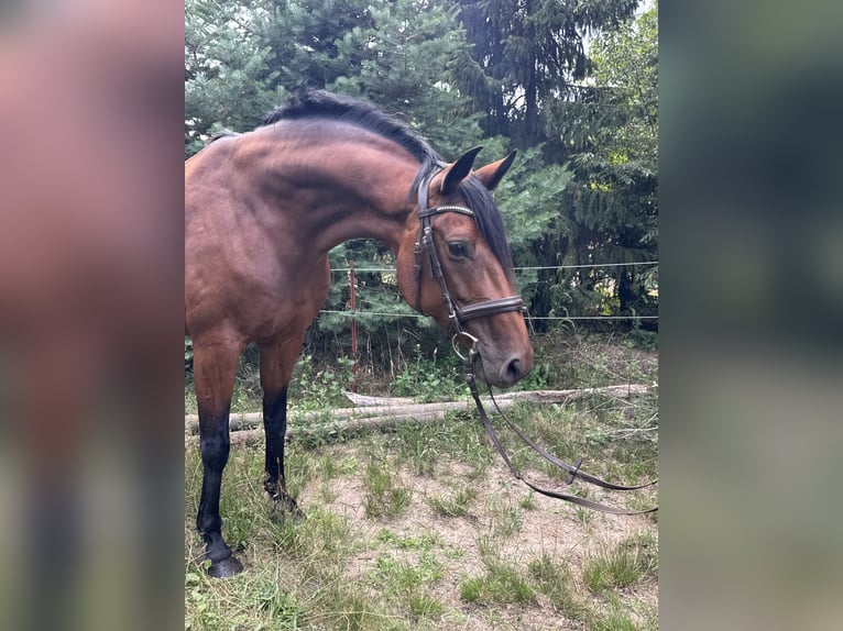 Oldenburger Stute 8 Jahre 161 cm Brauner in Tauche