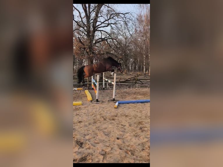 Oldenburger Stute 8 Jahre 161 cm Brauner in Tauche